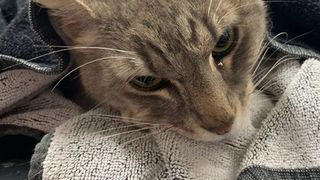 Cum a reușit pisica Arthur să salveze un copil de un șarpe veninos, cu prețul vieții