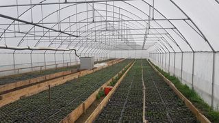 VIDEO -Legumicultorii pregătesc trufandale pentru primăvară &icirc;n solarii