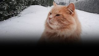 VIDEO -Motanul Felix a fost furat de vizitatorii Rezervației de Zimbri