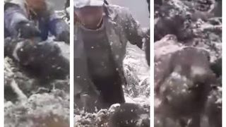 Imagini revoltătoare. Patru pui de urs, scoși din b&acirc;rlog și aruncați &icirc;n zăpadă. A fost deschisă o anchetă