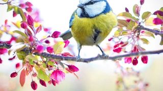 Vremea &icirc;n Rom&acirc;nia. Anunțul ANM de ultima oră - C&acirc;nd vine primăvara