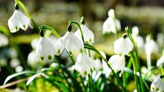 La mulţi ani de 1 Martie 2021: O primăvară frumoasă