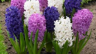 VIDEO - Serele au flori pentru toate gusturile și buzunarele în martie