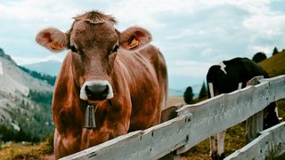 Cum poți c&acirc;știga bani din creșterea animalelor