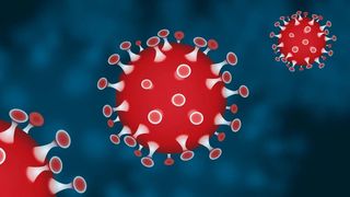 tulpina africană a ajuns în românia