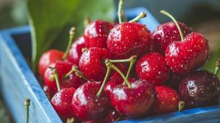 VIDEO - Cireșe la preţuri exagerate