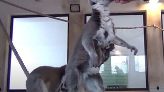 gemeni lemurieni zoo sibiu