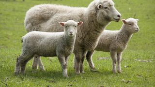 Preţ carne miel Paşte 2021