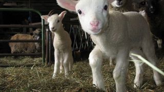 VIDEO | Preţ carne miel 2021: 14,5 lei pe kilogram în viu