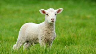 Cât costă un kilogram de carne de miel de Paşte 2021?