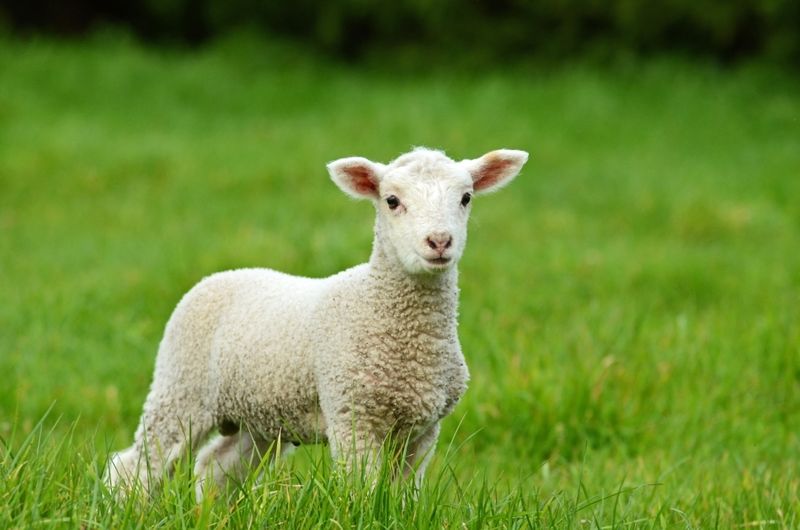 Cât costă un kilogram de carne de miel de Paşte 2021?