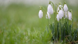 Vremea în România. Când vine primăvara cu adevărat în țară