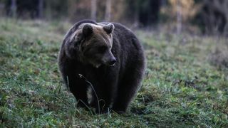 Ce să faci atunci când te întâlnești cu ursul. Iată ce recomandă salvamontiștii