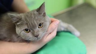 Caz unic &icirc;n toată lumea: O pisică s-a infectat cu COVID-19