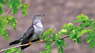 Buna Vestire sarbatorita azi de credinciosii din toata lumea. Ce semnificare are si ce obiceiuri sunt legate de aceasta zi