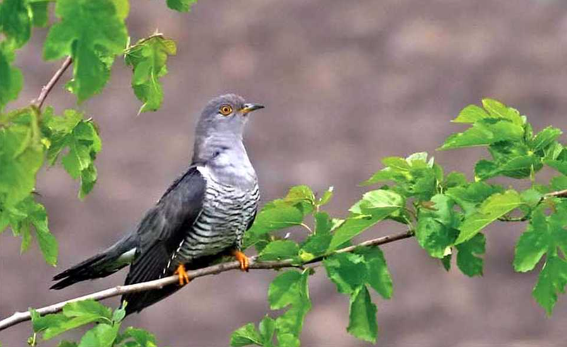 Buna Vestire sarbatorita azi de credinciosii din toata lumea. Ce semnificare are si ce obiceiuri sunt legate de aceasta zi