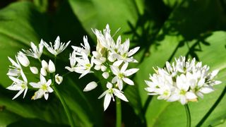 Ce este, de fapt, leurda și cum se consumă