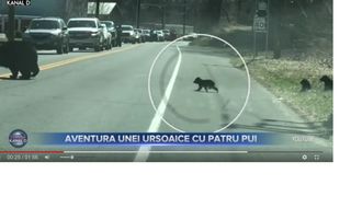 VIDEO Imagini virale. O ursoaică traversează cu puii peste autostradă