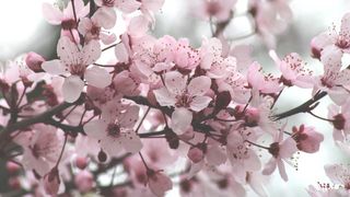  prognoza meteo paste catolic