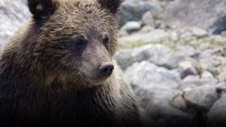 VIDEO -Un pui de urs flămând terorizează comunitatea, statul tolerează