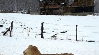 roventura s&acirc;mbătă kanal d