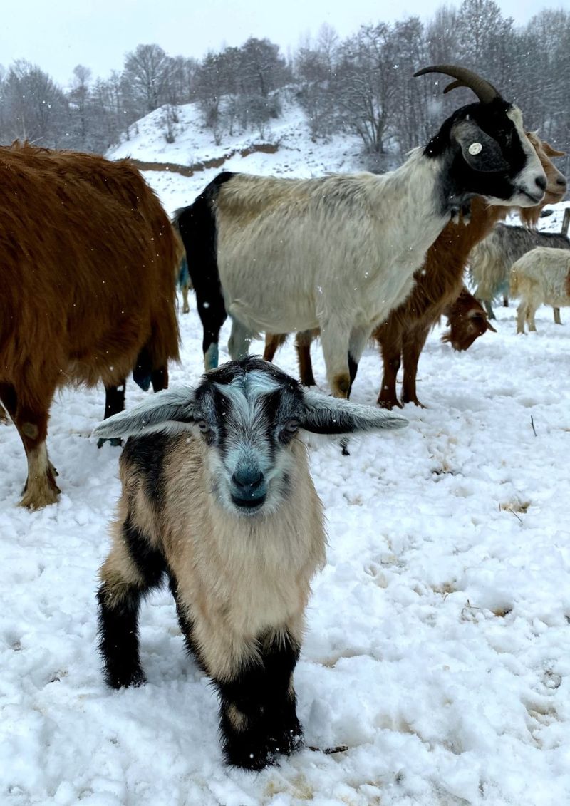 roventura sâmbătă kanal d