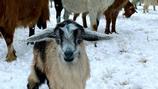 roventura s&acirc;mbătă kanal d