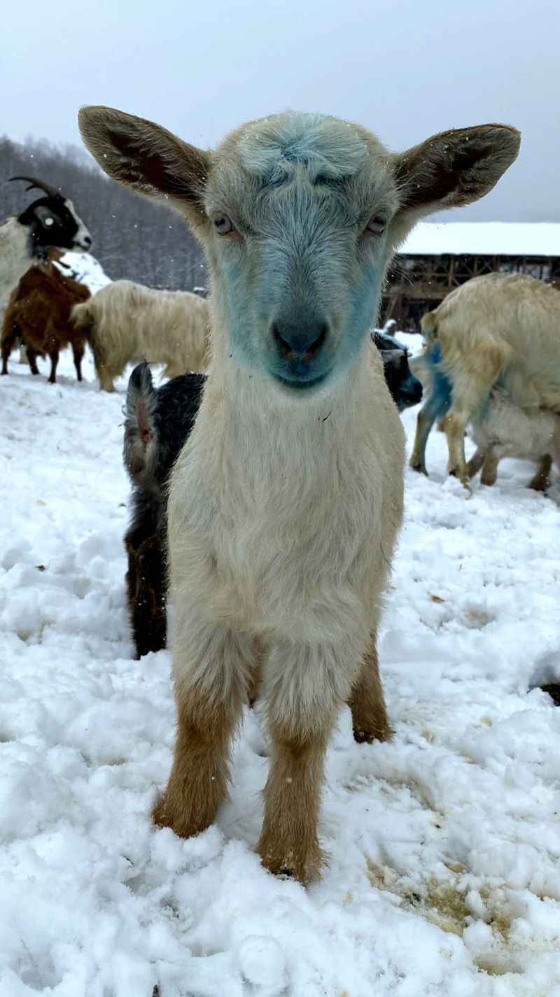 roventura sâmbătă kanal d
