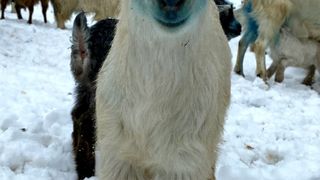 roventura s&acirc;mbătă kanal d