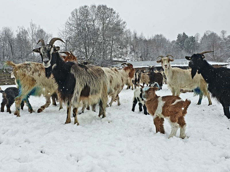 roventura sâmbătă kanal d