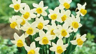 Mesaje de Florii 2021. Cele mai frumoase SMS-uri pentru cei cu nume de flori