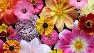 Ce nume se sărbătoresc de Florii. Sigur nu știai cui să-i trimiți mesaj de felicitare