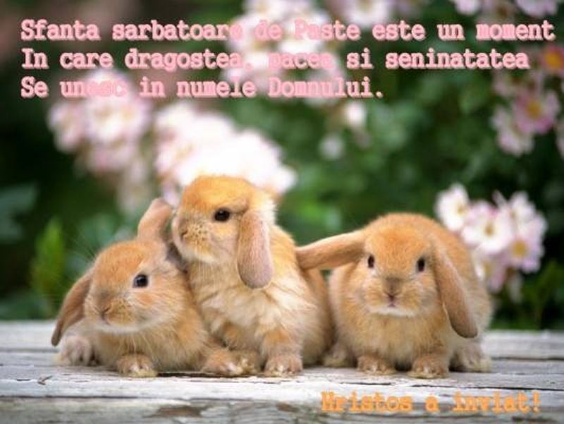 Cele mai frumoase mesaje și feliciări de Paște. Idei de urări pentru apropiați