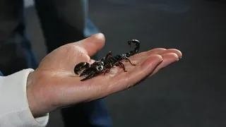 Angajată a unui supermarket din Constanța, muşcată de un scorpion care se afla într-o ladă de căpşuni. Femeia, transportată la spital