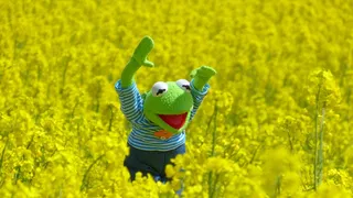 VIDEO - Lanurile de rapiță sunt pline de oameni care fac ședințe foto