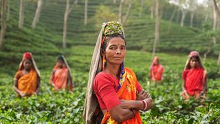 ce este ciuperca neagră sau mucormicoza