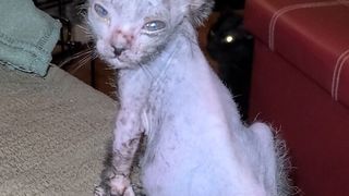 O femeie a mers cu pisicuța "bolnavă" la medic și a primit o veste-șoc. Ce animal avea, de fapt, în casă