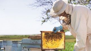 A murit un cunoscut om de afaceri din România, după ce a fost înțepat de albine