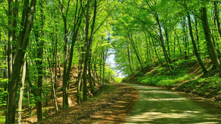 Ministrul Mediului, despre spațiul verde din Rom&acirc;nia: &bdquo;Avem nevoie de un program național de ecologizare..&rdquo;