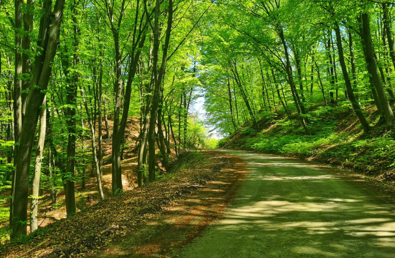 Ministrul Mediului, despre spațiul verde din România: „Avem nevoie de un program național de ecologizare..”