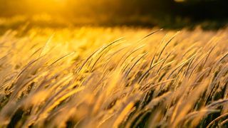 vânt puternic în România