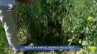 POZELE-N RAPIȚĂ DISTRUG RECOLTELE