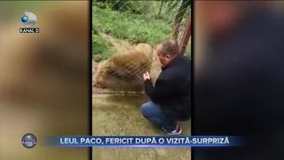 LEUL PACO, FERICIT DUPĂ O VIZITĂ-SURPRIZĂ