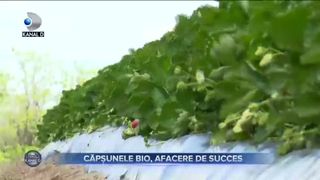 CĂPȘUNELE BIO, AFACERE DE SUCCES