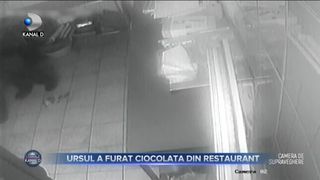 URSUL A FURAT CIOCOLATA DIN RESTAURANT