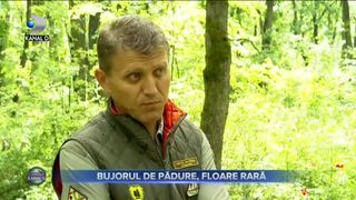Bujorul de pădure - floare rară