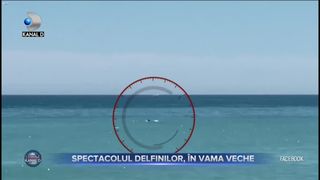 SPECTACOLUL DELFINILOR, ÎN VAMA VECHE