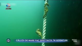 CĂLUȚII DE MARE FAC SPECTACOL &Icirc;N AD&Acirc;NCURI