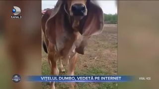 VIȚELUL DUMBO, VEDETĂ PE INTERNET