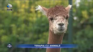 TERAPIA CU ANIMALE